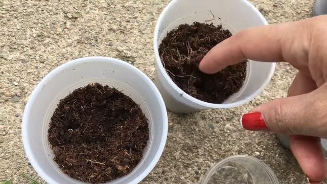 How to grow apple tree from seeds (part 1) смотреть онлайн