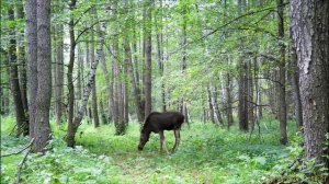 Молодой лось в ольшаннике