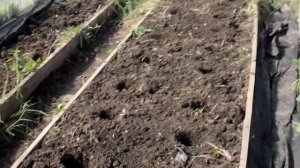 Высадка рассады от и до