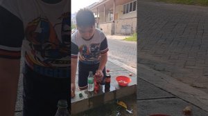 coca cola vs mentos