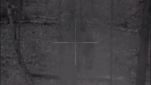 Охота на медведя. Марий Эл. 4 октября 2019г.