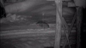 Охота на кабана выстрел с вышки