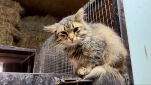 Коза Люся встала на ноги! Лечение продолжаем
