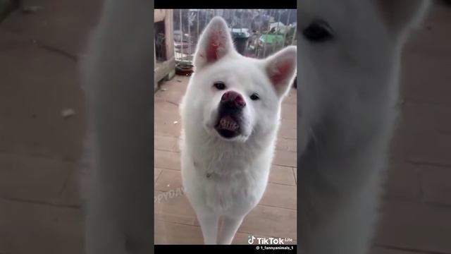 лол