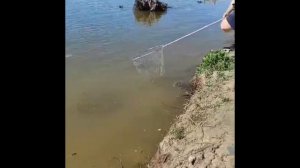 Ловля сазана на Волге