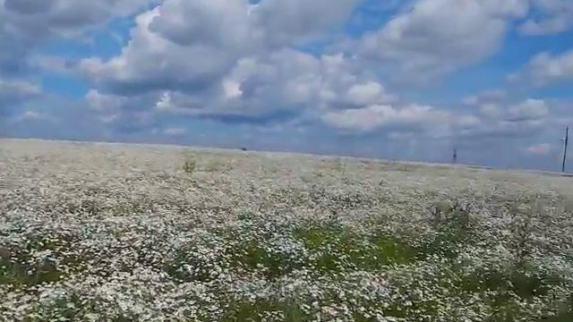 КРАСИВОЕ РОМАШКОВОЕ ПОЛЕ ПОДОЛЬСКИЙ Р-Н. АРАМАЗОВО