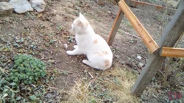 ГУЛЯЕМ ПО САДУ, НАШИ ПИТОМЦЫ, ВСЕ РАДУЮТСЯ ВЕСНЕ смотреть онлайн