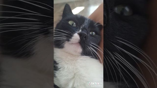 милый котик