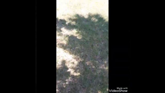 Я в Солигорске | д. Зажевичи обзор курочек🐔🐔🐔 смотреть онлайн