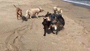 Henry, Otto, Pepper, Luke, Tonto, and Tesla at Sandy Hook Beach #2