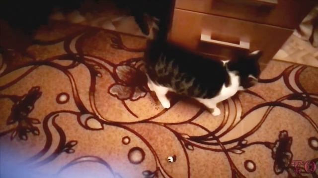 ПРОДОЛЖЕНИЕ ПРО КОТА ВАСИЛИЯ смотреть онлайн