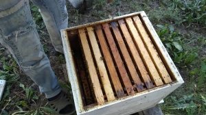 Рой с маткой кордован залился медом в хлам.Срочно даю им корпус вощины.