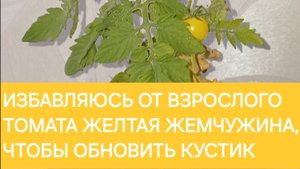 Обновляю куст томата Желтая жемчужина методом харакири