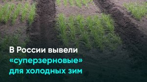 В России вывели «суперзерновые» для холодных зим