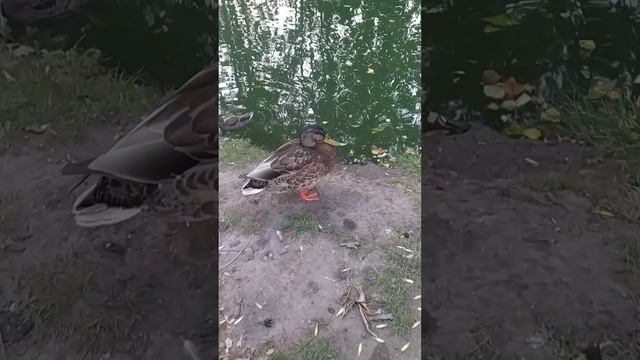 Осень 2024. Водоём.Утки 🦆🦆🦆 #shorts #shortvideo #осень #осень2024 #природа #вода #птицы #утки