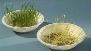 Лист. Образование листьями хлорофилла на свету