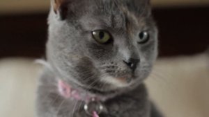 Pets Apple ProRes 422