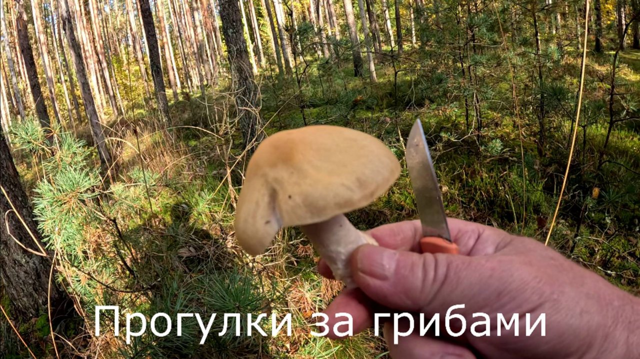 Последняя объездка грибных мест на велосипеде.