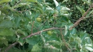 lonesome apples,once there were 30 green apples @the LeAf Family