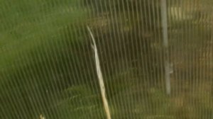 Томат от семени до плода часть 11 завершение  сезона 2019