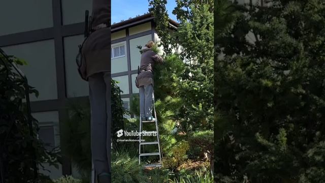 Обрезаю сосну Шверина.