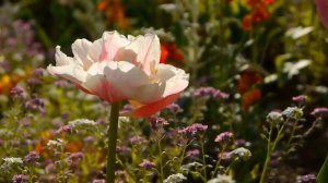 ВПУСТИЛА В СЕБЯ БЕЗ РЕЗИНЫ И УДИВИЛАСЬ. Истории из жизни. Неверная. Разведенка с прицепом