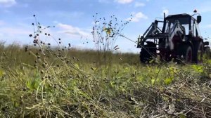 Теребление льна долгунца.