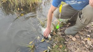 Лещ на удочку.