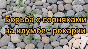Идея по борьбе с сорняками на клумбе - рокарии. Сработает ли?