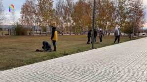 Высадка саженцев сосны