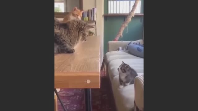 Попробуй не засмеяться, удивительно смешные кошечки и собачки, часть 34
