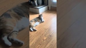 What do my cats see out the window?