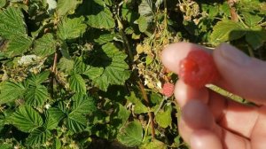 Малина Маравилла, Энросадира и Гусария осенью.