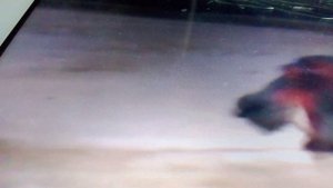 Агрессивный бегемот нападает на прайд африканских львов.