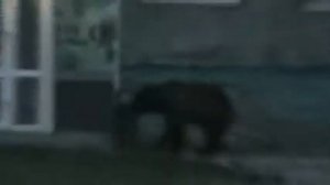 Медведь в Нижневартовске