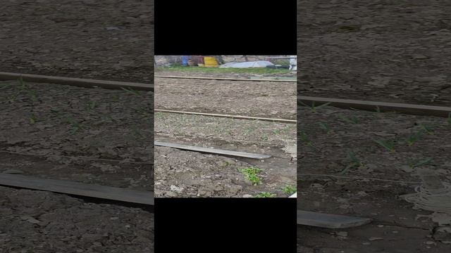 Выходные на даче 2023