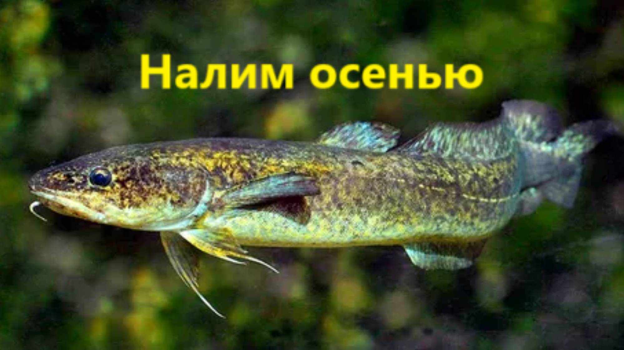 КАК ЛОВИТЬ НАЛИМА ОСЕНЬЮ? ЛОВЛЯ НАЛИМА в ОКТЯБРЕ и НОЯБРЕ. МЕСТА И НАЖИВКИ для ЛОВЛИ НАЛИМА