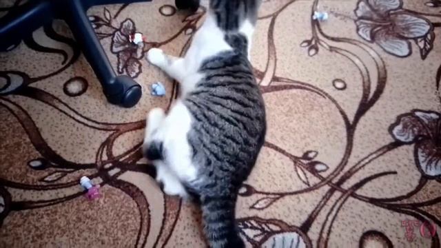 НАШ КОТИК ВАСЬКА ТИГРЕНОК И ИГРУН смотреть онлайн