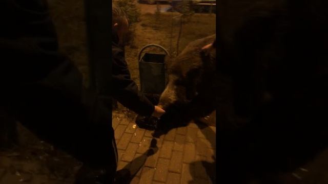 Кабанчики продолжают гулять по улицам Балашихи