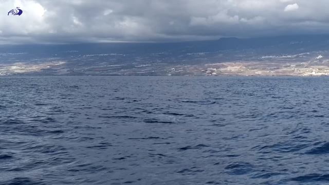 На парусной яхте, встреча с китам-гриндами