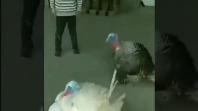 Къафэ смотреть онлайн