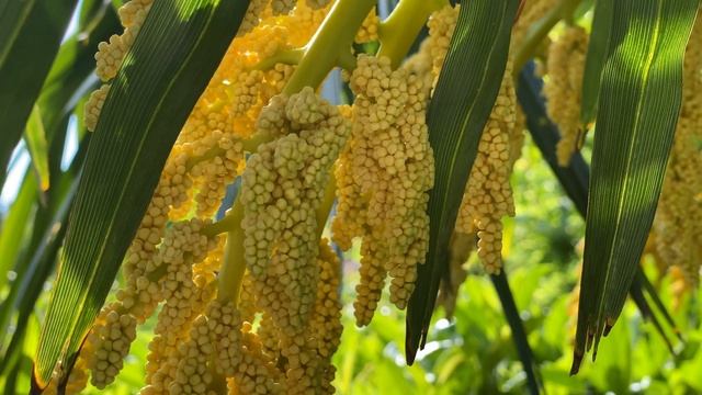 iPhone 11 Pro 4k Test смотреть онлайн