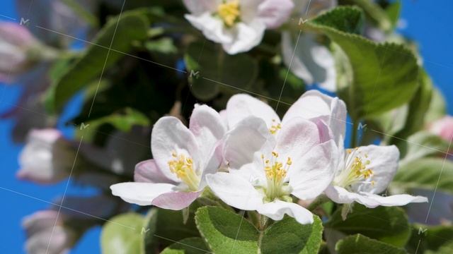 Blossom apple tree on blue sky background смотреть онлайн