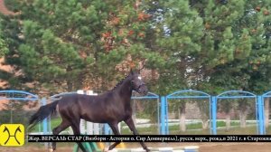 Версаль Стар _ 2 место _ жеребцы 2-3 лет