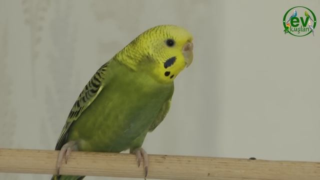 Muhabbet Kuşu Sesi Dişi muhabbet kuşu sesleri смотреть онлайн