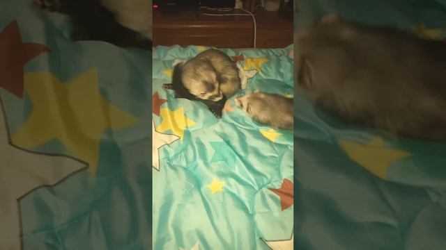 #домашнееживотное #мимишность #хорек #хоректут