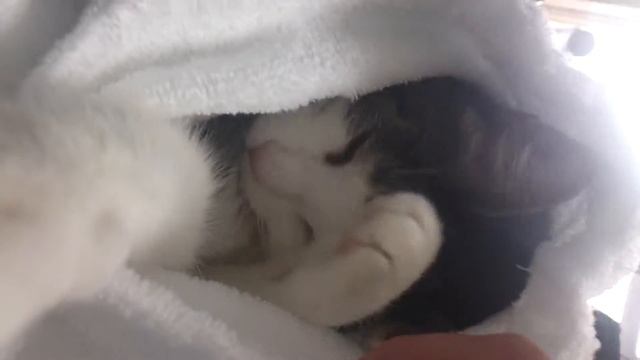 Katze im Morgenmantel смотреть онлайн