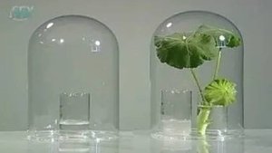 Лист. Обнаружение дыхания листьев