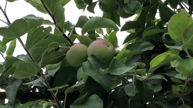 Top 3 Picks For Places to go Apple Picking in the Milton Community смотреть онлайн