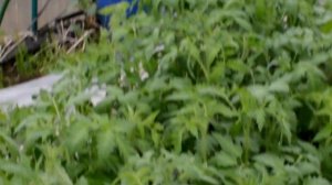 Без удобрений !